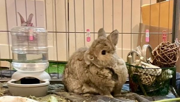 Bunny with hair rollers