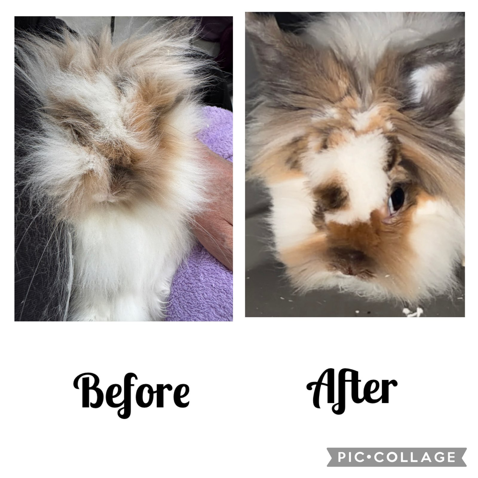 Bunny client