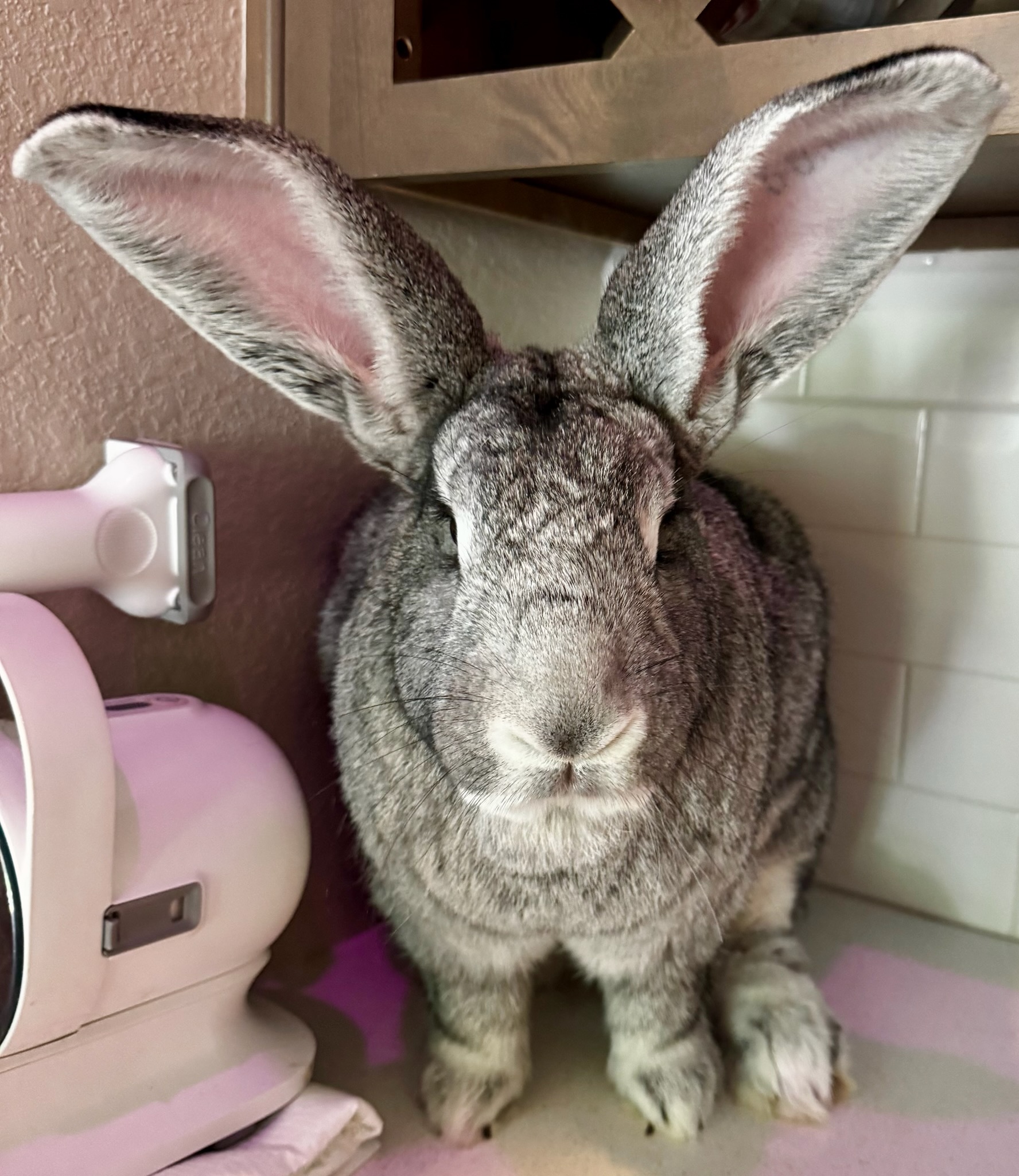 Big-eared grey bunny
