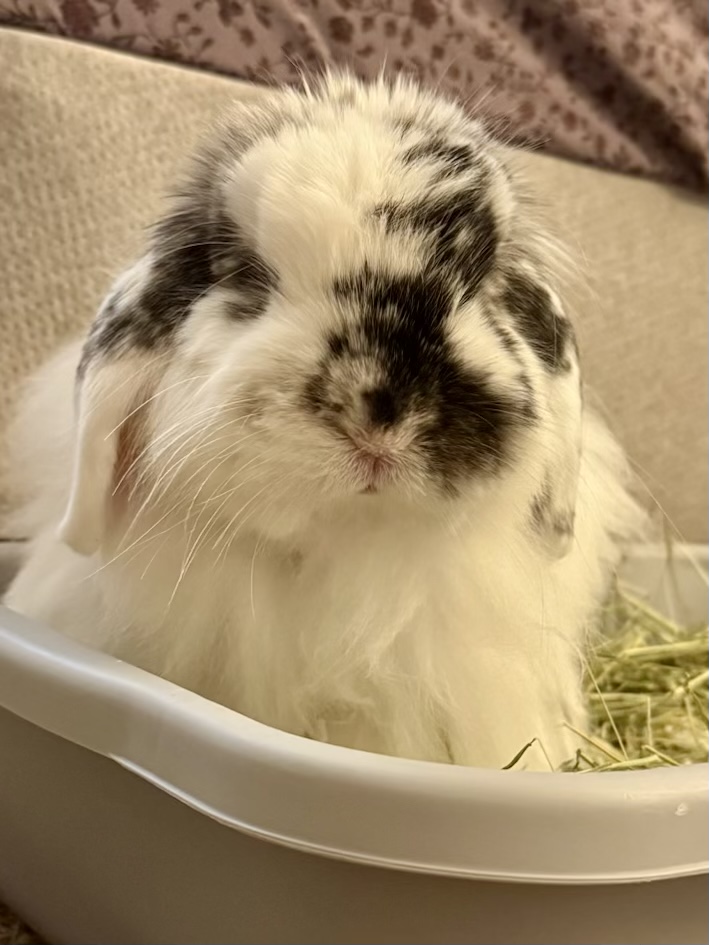 Spotted lop bunny in hay
